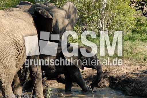 Afrikanischer Elefant (39 von 131).jpg
